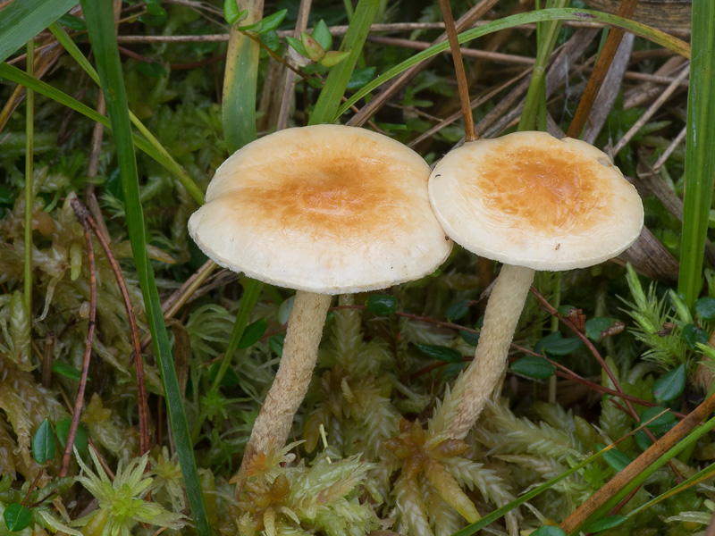 Pholiota henningsii